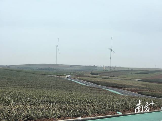 跑友将在“菠萝的海”尽情奔跑。 跑友将在“菠萝的海”尽情奔跑。